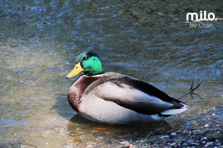 Male mallard duck
