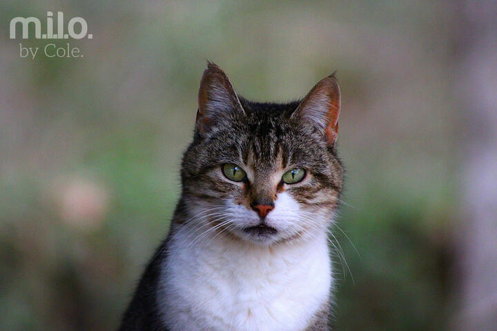 Sox the Tabby